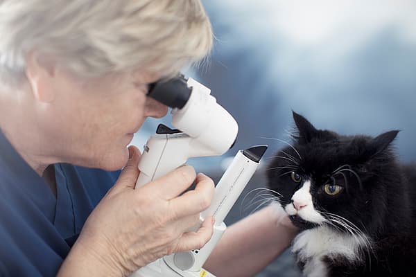Eine Person, die ein Mikroskop benutzt, um die Augen einer Katze zu überprüfen.