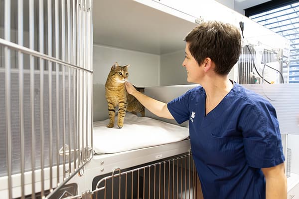 Eine Person, die eine Katze in einem Käfig streichelt.