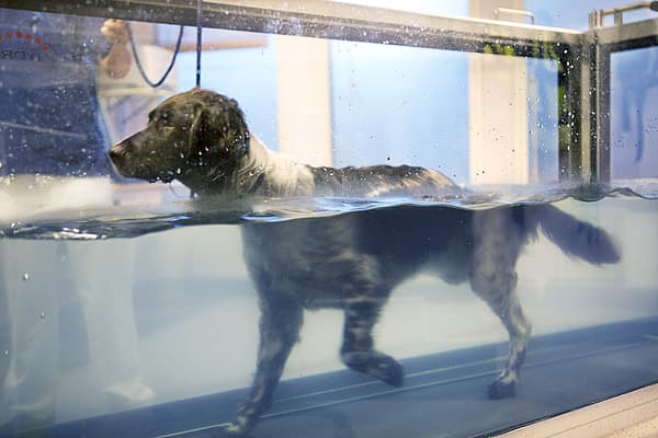 Ein Hund in einem Aquarium.