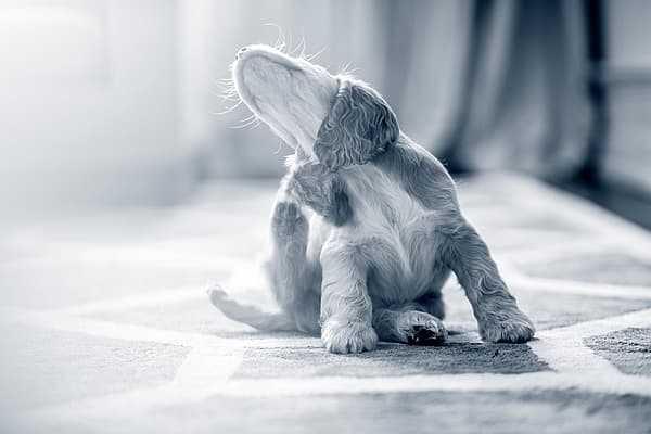 Ein Hund, der auf einem Teppich sitzt.