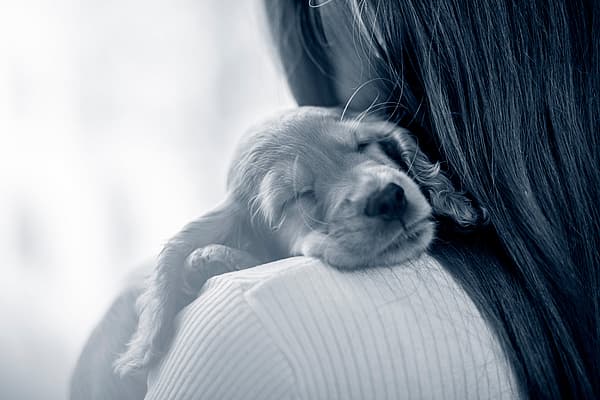 Ein Hund, der auf der Schulter einer Person schläft.