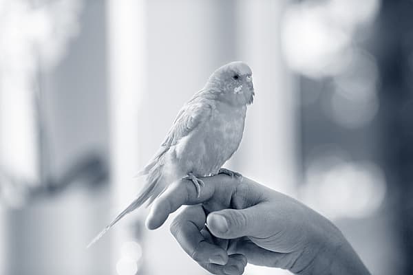 A bird on a person's hand.