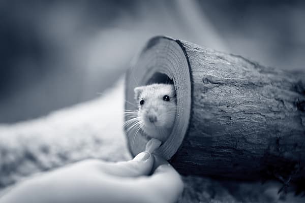 Eine Maus in einem Protokoll.