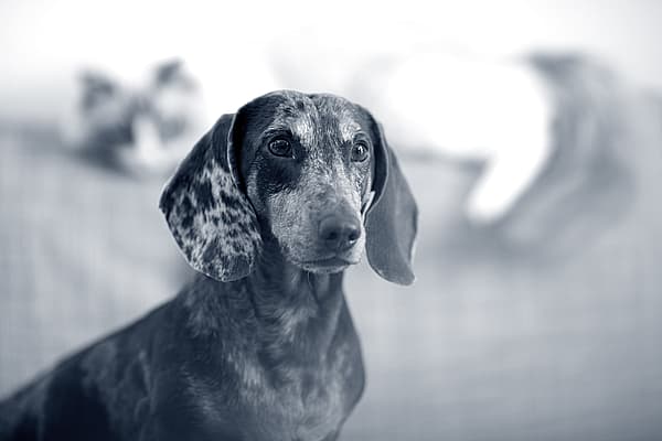 Ein Hund mit fleckigem Aussehen.