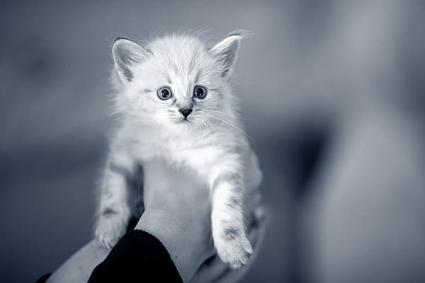 A person holding a kitten.