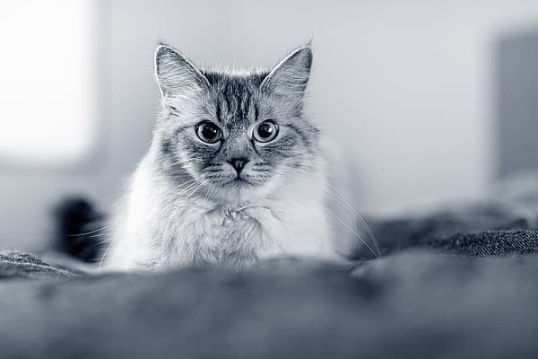 Eine Katze, die in die Kamera schaut.