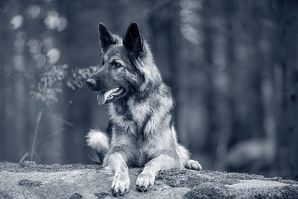 Ein Hund, der auf einem Felsen liegt.