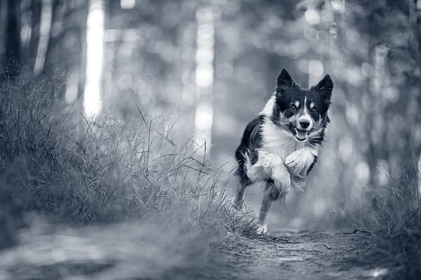 Ein Hund, der auf einem Weg im Wald rennt.