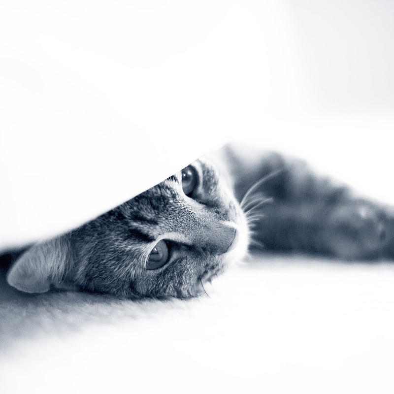 Foto von Tabea Zodel, Tierärzte