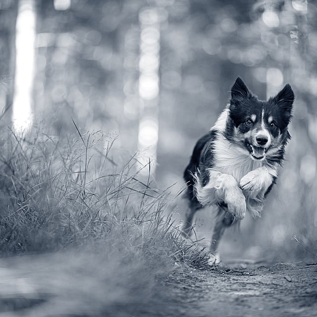Ein Hund, der auf einem Weg im Wald rennt.