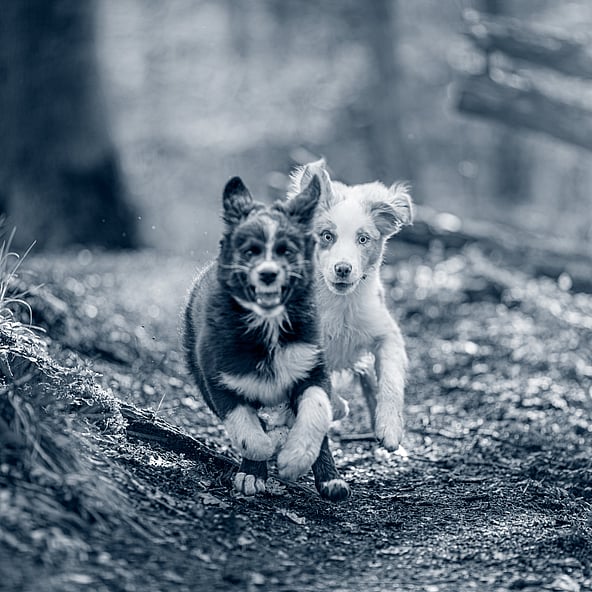 Zwei Welpen rennen auf einem Waldweg