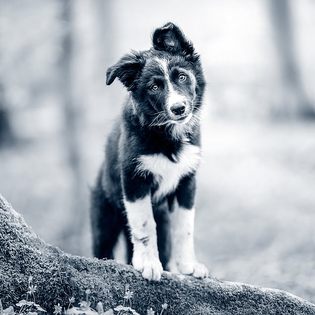Ein Hund, der auf einem Baumstamm steht.