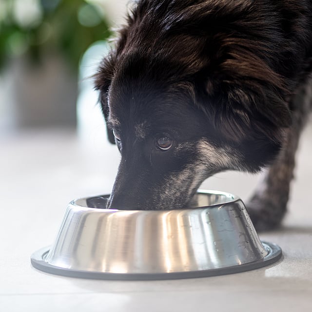 Hund frisst aus einer Schüssel