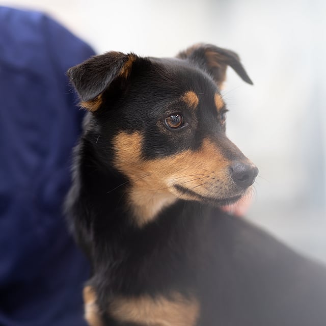 Ein Mann hält sein Gesicht nah vor einen Hund, lächelt ihn an und krault dabei seinen Kopf.