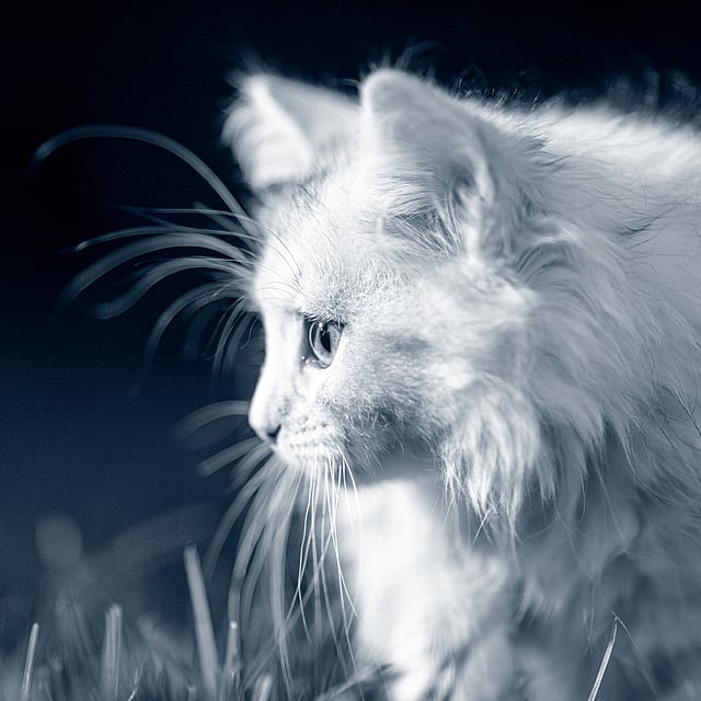 Eine weiße Katze, die nach oben schaut.