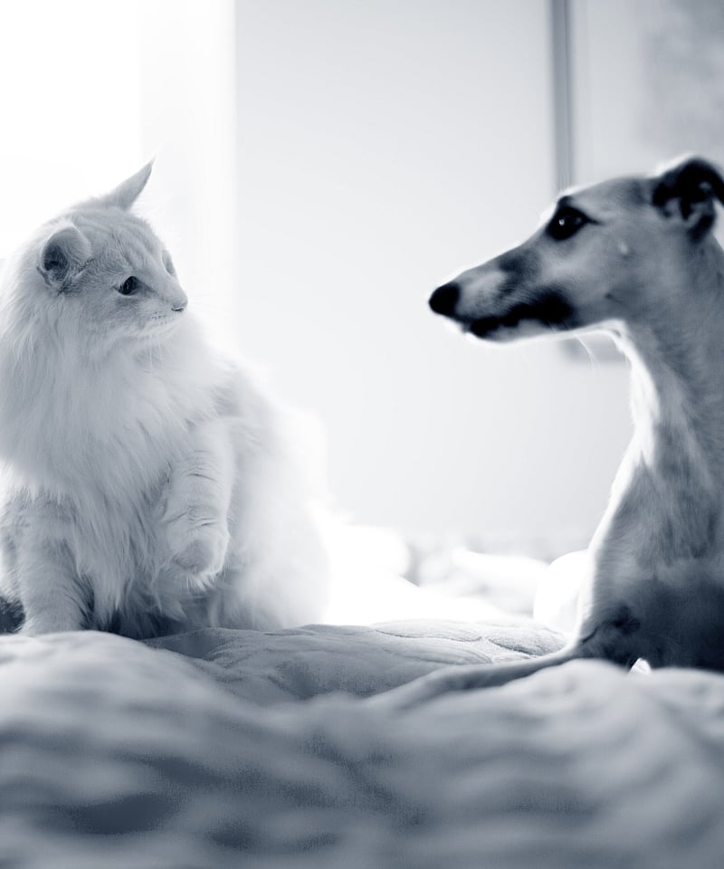 Weiße Katze und Windhund sitzen auf einem Bett und schauen sich an