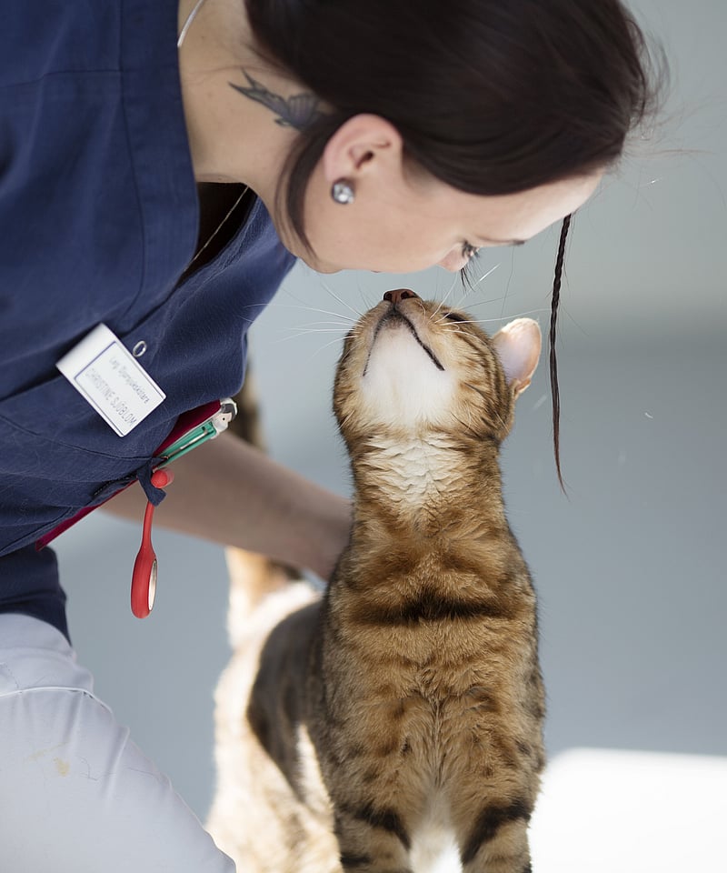 Eine Tierärztin hockt auf dem Boden und beugt sich zu einer Katze runter. Auch die Katze streckt sich zu ihr hoch und ihre Gesichter berühren sich fast.
