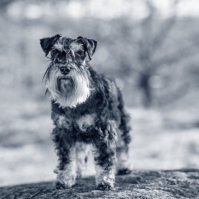 Ein Hund, der auf einem Felsen steht.