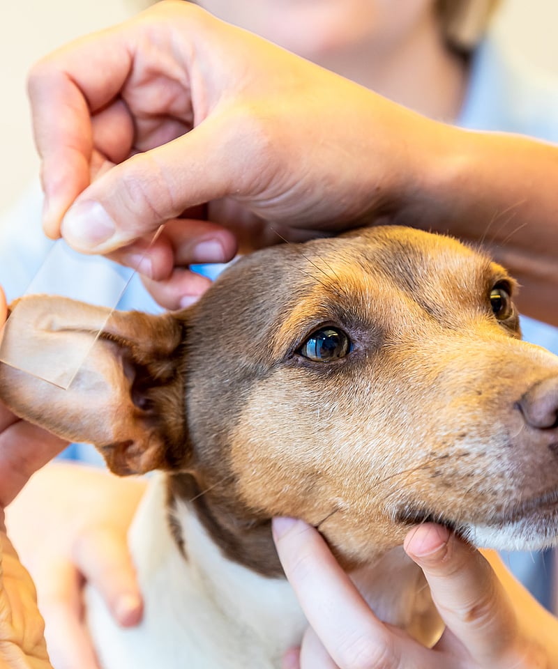 Ein kleiner Hund wird von einer Tierärztin festgehalten, während eine andere sein Vorderbein untersucht. Er ist ruhig und schaut hoch in die Kamera.