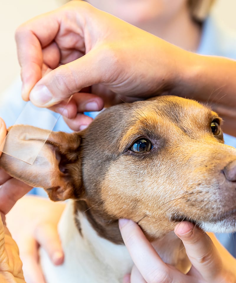 Ein kleiner Hund wird von einer Tierärztin festgehalten, während eine andere sein Vorderbein untersucht. Er ist ruhig und schaut hoch in die Kamera.