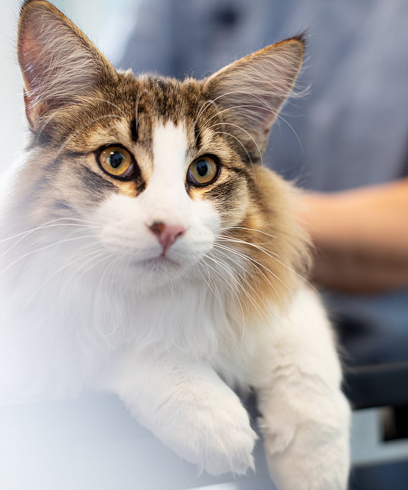 Nahaufnahme einer Katze in einer Klinik
