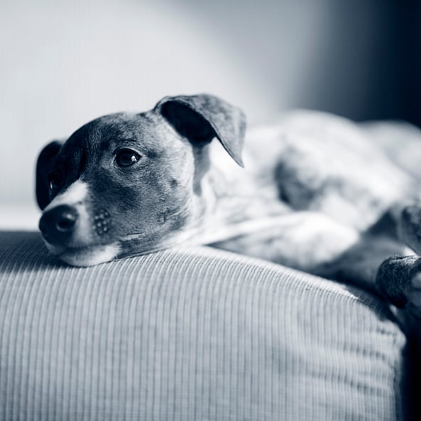 Welpe ruht sich auf Sofa aus