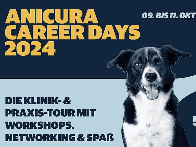 Ein schwarz-weißer Hund mit herausgestreckter Zunge.