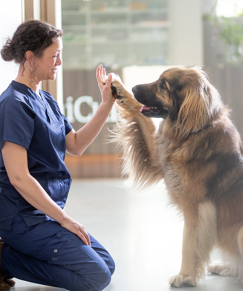 Tierärztin und Hund geben sich einen High-Five