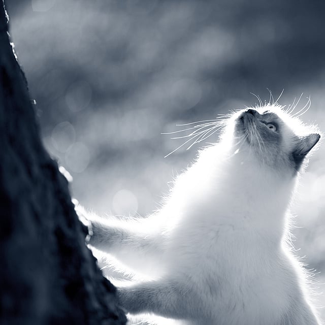 Birma-Katze schaut an einem Baum hoch
