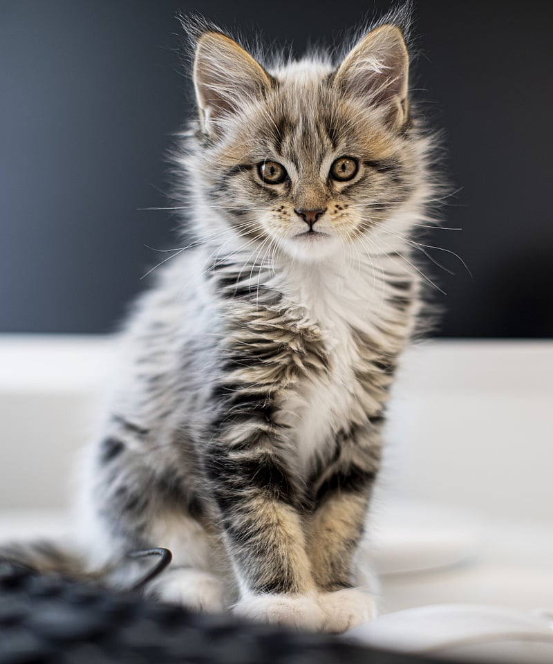 Eine Babykatze sitzt auf einem Schreibtisch.