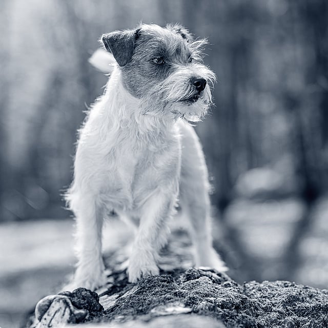 Ein Hund, der auf einem Holzstamm steht.