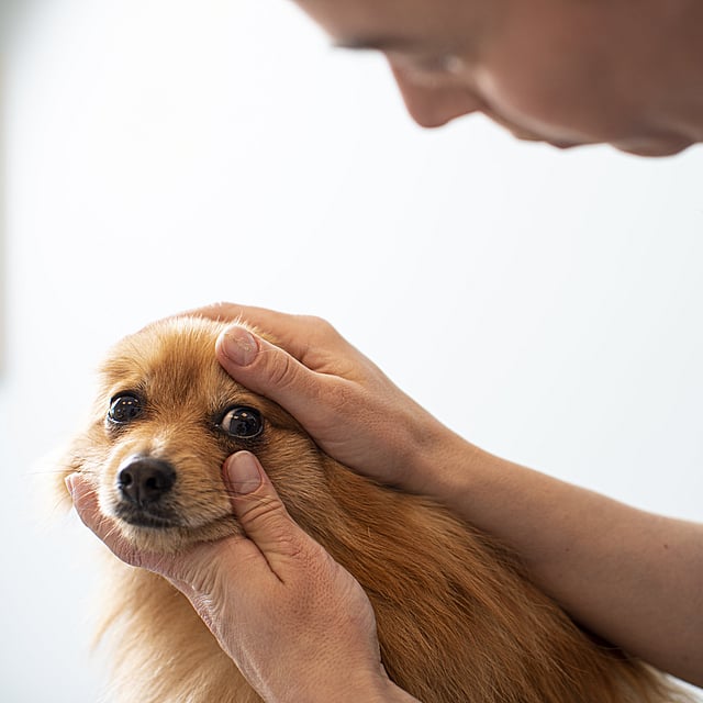 Eine Person, die einen Hund streichelt.