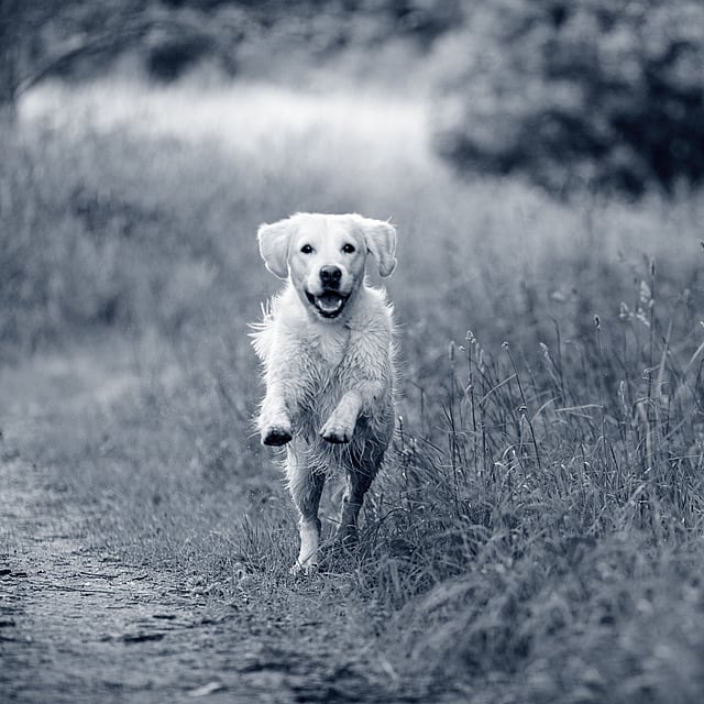 Ein Hund, der auf einem Feld läuft.