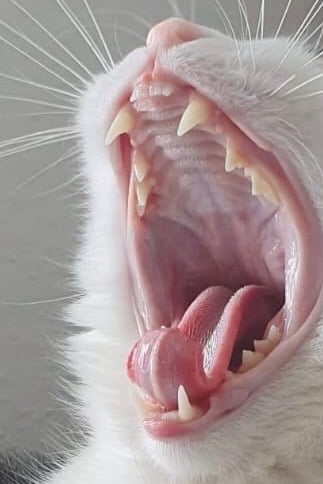 Eine Katze mit offenem Maul.