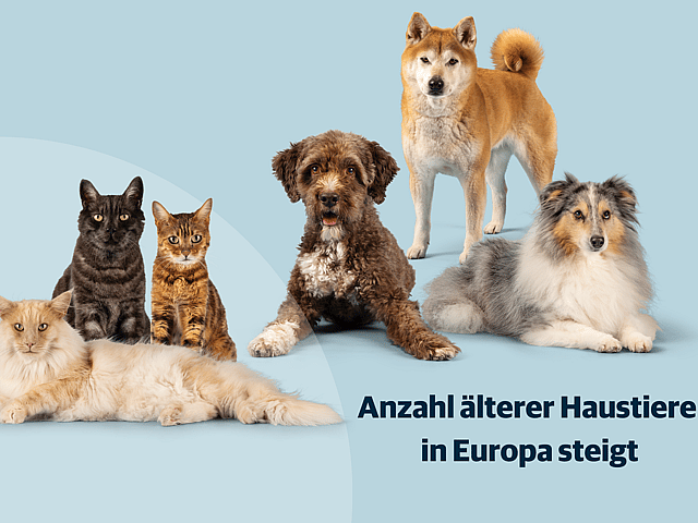Eine Gruppe von Tieren, die für die Kamera posieren.