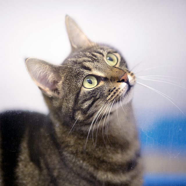 Eine Katze, die zu etwas aufschaut.