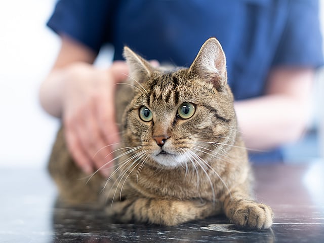 Eine Frau mit blondem Haar sitzt mit dem Rücken zur Kamera. Sie streichelt eine Katze, die vor ihr sitzt und sie anschaut.