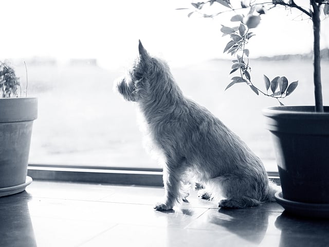 Terrier sitzt vor Fensterfront mit Blumentöpfen