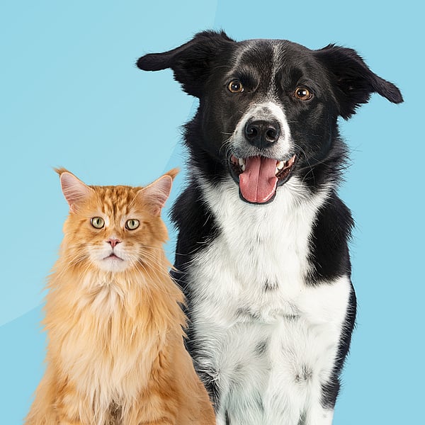 Dental cat and dog