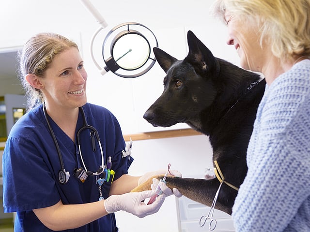 Eine Person und ein Hund, die eine Injektion erhalten.