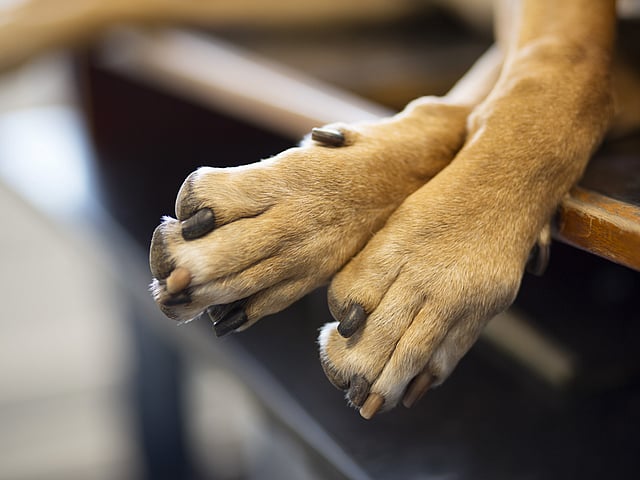 Hundekrallen