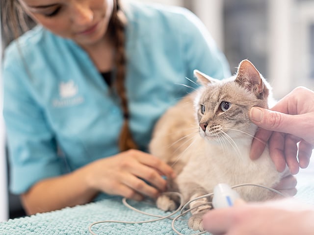 Eine Person, die eine Katze hält.