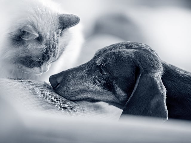 Katze mit Tierärztin