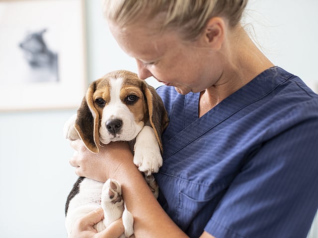 Eine Tierärztin hält einen jungen Beagle auf dem Arm. Sie lächelt ihn dabei an.