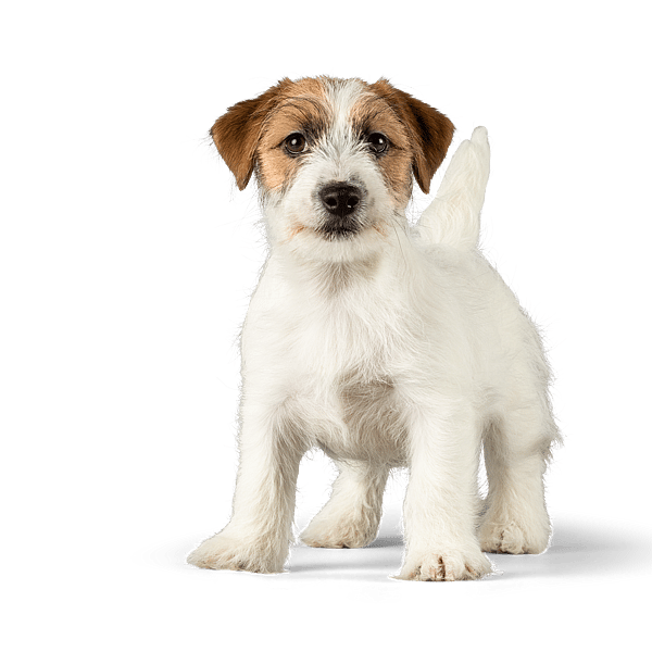 Ein weiß-brauner Hund, der auf schwarzem Hintergrund steht.