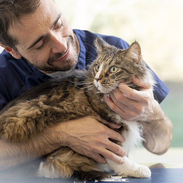 Eine Person, die eine Katze hält.