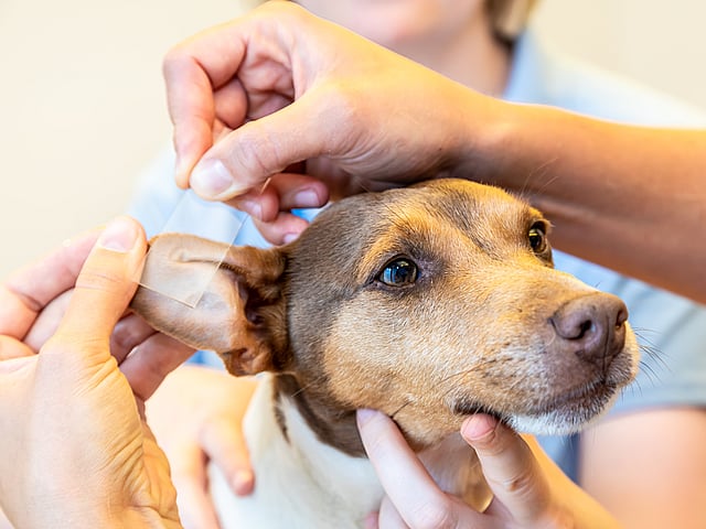 Ein kleiner Hund wird von einer Tierärztin festgehalten, während eine andere sein Vorderbein untersucht. Er ist ruhig und schaut hoch in die Kamera.