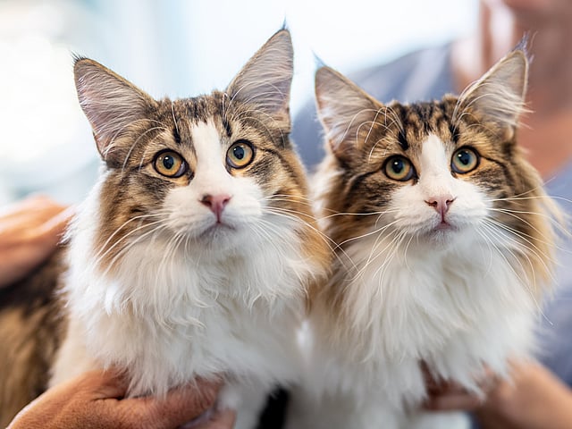Zwei Katzen mit langen Schnurrhaaren.