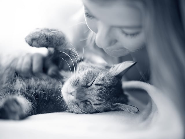 Eine Person, die eine Katze streichelt.