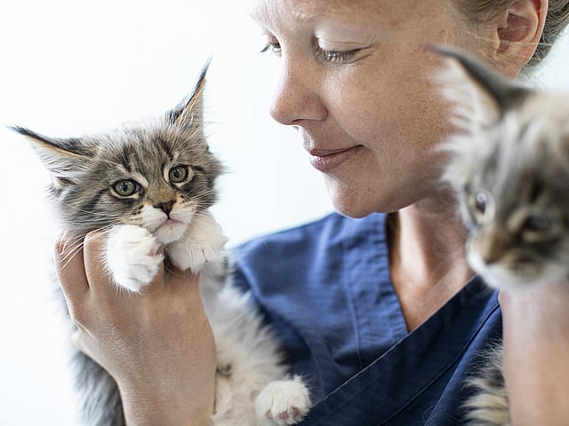 A person holding a kitten.